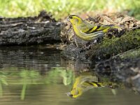 Carduelis spinus 22, Sijs, Saxifraga-Luuk Vermeer