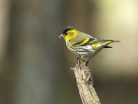 Carduelis spinus 24, Sijs, Saxifraga-Luuk Vermeer