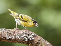 Carduelis spinus 25, Sijs, Saxifraga -Luuk Vermeer