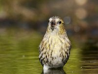 Carduelis spinus 26, Sijs, Saxifraga -Luuk Vermeer