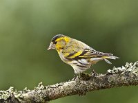 Carduelis spinus 31, Sijs, Saxifraga -Luuk Vermeer