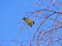 Carduelis spinus 9, Sijs, Saxifraga-Dirk Hilbers