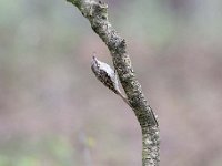 Certhia brachydactyla 28, Boomkruiper, Saxifraga-Luuk Vermeer