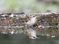 Certhia brachydactyla 39, Boomkruiper, Saxifraga-Luuk Vermeer