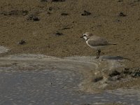 Charadrius alexandrinus 11, Strandplevier, Saxifraga-Jan van der Straaten