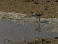 Charadrius alexandrinus 12, Strandplevier, Saxifraga-Jan van der Straaten