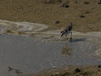 Charadrius alexandrinus 13, Strandplevier, Saxifraga-Jan van der Straaten