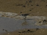 Charadrius alexandrinus 14, Strandplevier, Saxifraga-Jan van der Straaten