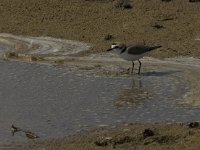 Charadrius alexandrinus 15, Strandplevier, Saxifraga-Jan van der Straaten