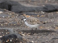 Charadrius alexandrinus 16, male, Strandplevier, Saxifraga-Peter Meininger