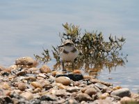 Charadrius alexandrinus 19, Strandplevier, Saxifraga-Dirk Hilbers