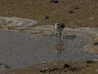 Charadrius alexandrinus 2, Strandplevier, Saxifraga-Jan van der Straaten