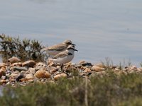 Charadrius alexandrinus 20, Strandplevier, Saxifraga-Dirk Hilbers