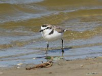 Charadrius alexandrinus 21, Strandplevier, Saxifraga-Henk Baptist