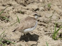 Charadrius alexandrinus 24, Strandplevier, Saxifraga-Henk Baptist