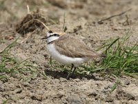 Charadrius alexandrinus 25, Strandplevier, Saxifraga-Henk Baptist