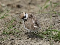 Charadrius alexandrinus 26, Strandplevier, Saxifraga-Henk Baptist