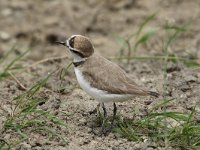 Charadrius alexandrinus 28, Strandplevier, Saxifraga-Henk Baptist