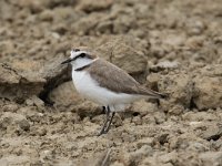 Charadrius alexandrinus 29, Strandplevier, Saxifraga-Henk Baptist