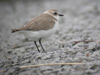 Charadrius alexandrinus 3, Strandplevier, Saxifraga-Peter Meininger