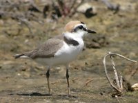 Charadrius alexandrinus 4, Strandplevier, Saxifraga-Iztok Skornik