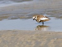 Charadrius alexandrinus 6, Strandplevier, Saxifraga-Mark Zekhuis