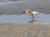 Charadrius alexandrinus 7, Strandplevier, Saxifraga-Mark Zekhuis