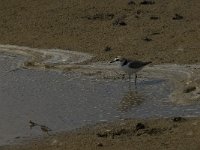 Charadrius alexandrinus 8, Strandplevier, Saxifraga-Jan van der Straaten