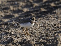 Charadrius dubius 39, Kleine plevier, Saxifraga-Luuk Vermeer