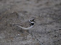 Charadrius dubius 43, Kleine plevier, Saxifraga-Luuk Vermeer