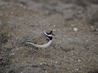 Charadrius dubius 44, Kleine plevier, Saxifraga-Luuk Vermeer