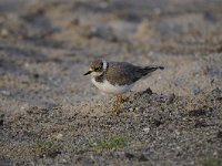 Charadrius dubius 46, Kleine plevier, Saxifraga-Luuk Vermeer