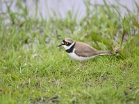 Charadrius dubius 50, Kleine plevier, Saxifraga-Luuk Vermeer