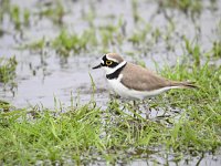 Charadrius dubius 53, Kleine plevier, Saxifraga-Luuk Vermeer