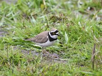 Charadrius dubius 58, Kleine plevier, Saxifraga-Luuk Vermeer