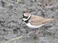 Charadrius dubius 62, Kleine plevier, Saxifraga-Luuk Vermeer