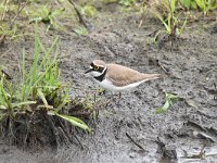 Charadrius dubius 66, Kleine plevier, Saxifraga-Luuk Vermeer