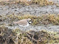 Charadrius dubius 70, Kleine plevier, Saxifraga-Luuk Vermeer