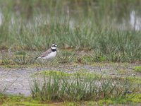 Charadrius dubius 94, Kleine plevier, Saxifraga-Tom Heijnen