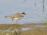 Charadrius dubius 97, Kleine plevier, Saxifraga-Tom Heijnen