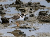 Charadrius hiaticula 13, Bontbekplevier, Saxifraga-Piet Munsterman