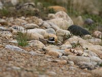 Charadrius hiaticula 16, Bontbekplevier, Saxifraga-Dirk Hilbers