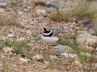 Charadrius hiaticula 19, Bontbekplevier, Saxifraga-Dirk Hilbers