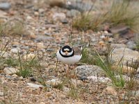 Charadrius hiaticula 20, Bontbekplevier, Saxifraga-Dirk Hilbers