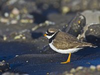 Charadrius hiaticula 21, Bontbekplevier, Saxifraga-Rik Kruit