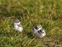 Charadrius hiaticula 22, Bontbekplevier, juvenile, Saxifraga-Piet Munsterman