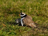 Charadrius hiaticula 23, Bontbekplevier, Saxifraga-Piet Munsterman