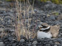 Charadrius hiaticula 24, Bontbekplevier, Saxifraga-Peter Stein