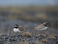 Charadrius hiaticula 25, Bontbekplevier, Saxifraga-Peter Stein