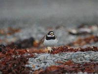 Charadrius hiaticula 27, Bontbekplevier, Saxifraga-Jan Nijendijk